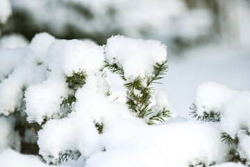 Conifer tree branches covered with snow, winter landscape.