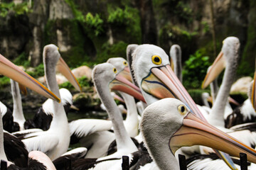 pelicans on a zoo