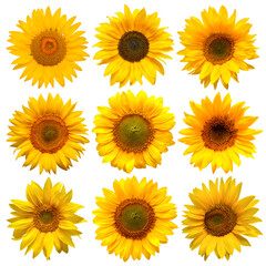 Sunflowers head collection isolated on white background. Sun symbol. Flowers yellow, agriculture. Seeds and oil. Flat lay, top view. Bio. Eco