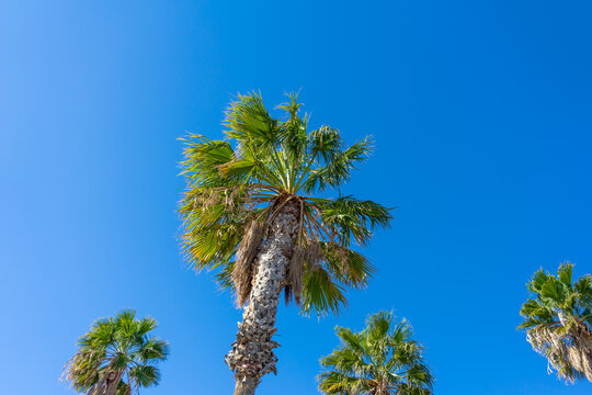 Low angle view of a group of tall palm trees