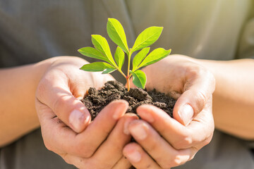 Environment concept. hand holding young plant on green blur with sunshine background.