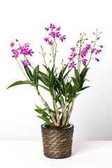 Naklejka na ściany i meble Orchid Dendrobium Berry Oda