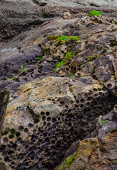 Colorful rocks with holes from drilling shellfish on the shores of the Pacific Ocean in Olympic National Park, Washington, USA
