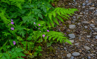 Ferns and other forest plants in a forest by the Pacific Ocean in Olympic National Park, Washington