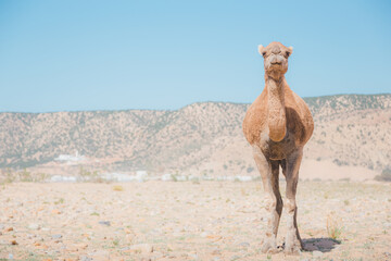 Portrait of a camel in the seaside village of Tafedna in Essaouira province.