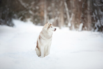 Portrait of free and beautiful siberian Husky dog sitting in the winter forest at sunset