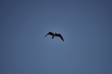 Obraz premium Seagull in flight in blue sky