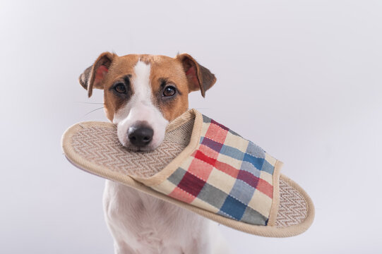 The dog holds in his mouth a slipper on a white background. Obedient Jack Russell Terrier gives the owner home shoes