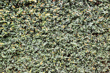 Texture from Natural Green Landscape