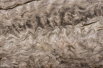 Patterns of layers of wood on dead pine trees on the shores of the Pacific Ocean in Olympic National Park, Washington, USA