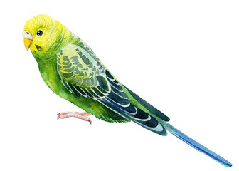 Tropical bird, green budgies on a white background, watercolor parrot, botanical painting