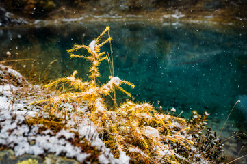small larch in autumn at alpine lake