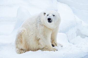 Obraz na płótnie Canvas polar bear on the ice