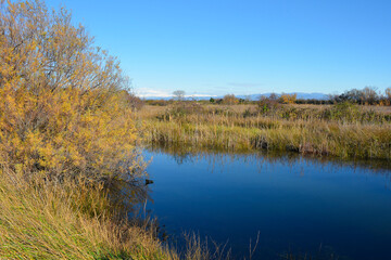 Fototapeta na wymiar Winter in the wetland lagoon area near Grado, Friuli-Venezia Giulia, north east Italy 
