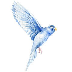 Parrot is flying, tropical bird, budgie on a white background, watercolor botanical painting