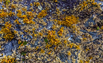 Overgrowth by aquatic organisms (Balanus) and algae on rocks on the shores of the Pacific Ocean in Olympic National Park, Washington