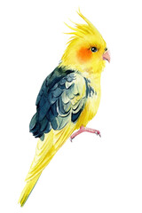 Watercolor parrot on isolated background, cockatiel parrot, hand drawing