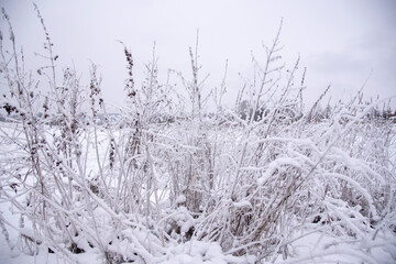Fototapeta na wymiar Snow-covered dry grass on a cloudy winter day.
