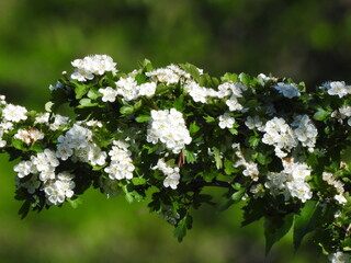 white flowers of a tree