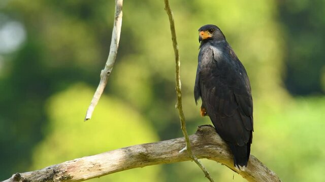 Common Black Hawk - Buteogallus anthracinus  big dark bird of prey in the family Accipitridae, formerly Cuban black-hawk - Buteogallus gundlachii as a subspecies, on the tree, eats crab and fly away.