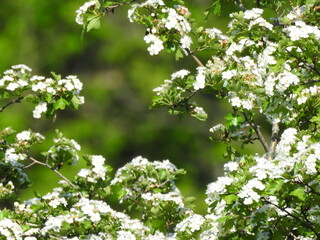 blossoming tree in spring
