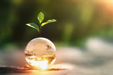 Foto op Plexiglas glass globe ball with tree growing and green nature blur background. eco earth day concept © lovelyday12