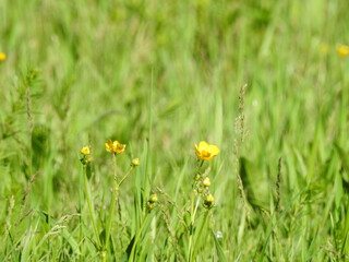 yellow flowers in the grass