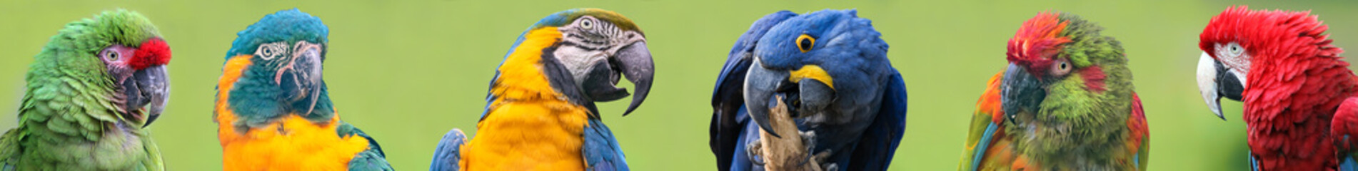 Colorful group of Macaws - 6 species