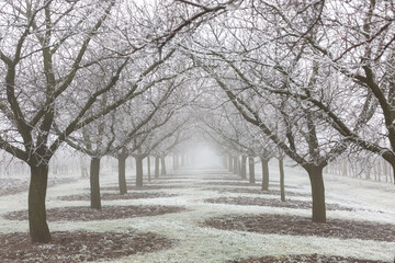 Winter landscape, rows of snowy fruit trees.