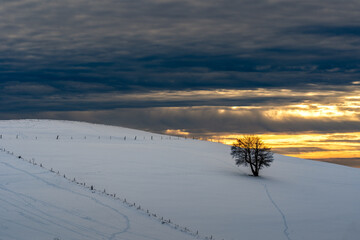 Lonely Tree In Snowy Sunset