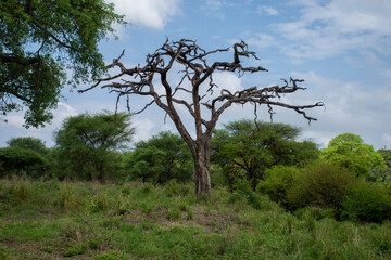 dry tree in the tropics