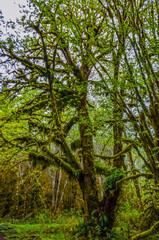 Obraz premium Epiphytic plants and wet moss hang from tree branches in the forest in Olympic National Park, Washington