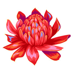 Illustration of tropical etlingera flower.