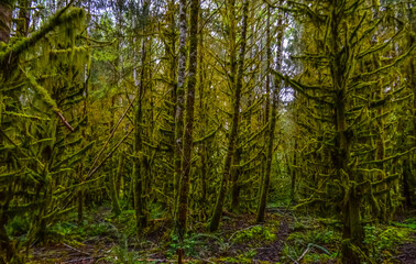 Epiphytic plants and wet moss hang from tree branches in the forest in Olympic National Park, Washington