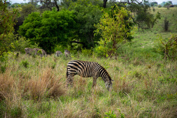 zebra in the savannah