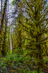 Epiphytic plants and wet moss hang from tree branches in the forest in Olympic National Park, Washington