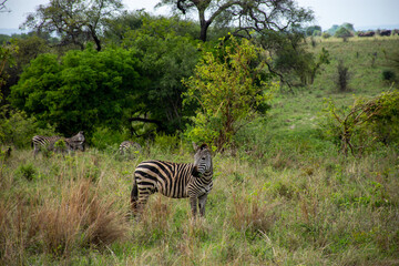 zebra in the savannah