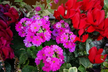 Red Cyclamen and pink Primula flower - 赤いシクラメン ピンクのプリムラ 花