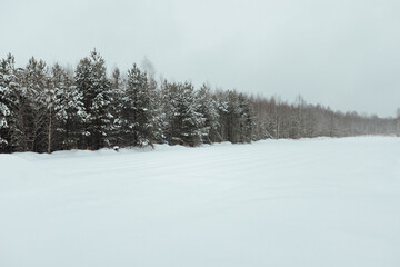 the background of a winter forest, a landscape of fir trees strewn with white snow, an empty road among deep snowdrifts in a blizzard