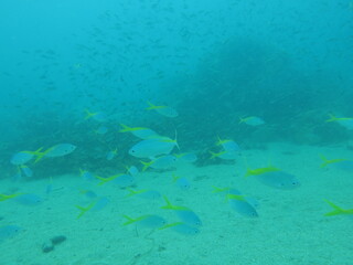Fototapeta na wymiar Fishes found at artificial reef area in Redang Island