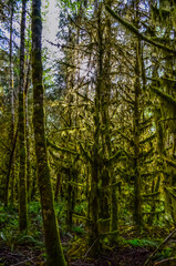 Fototapeta na wymiar Epiphytic plants and wet moss hang from tree branches in the forest in Olympic National Park, Washington