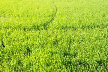 Obraz na płótnie Canvas Fresh green rice field background 