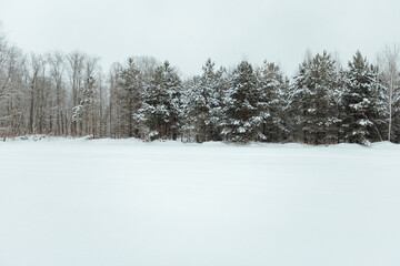 the background of a winter forest, a landscape of fir trees strewn with white snow, an empty road among deep snowdrifts in a blizzard