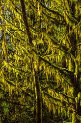 Epiphytic plants and wet moss hang from tree branches in the forest in Olympic National Park, Washington