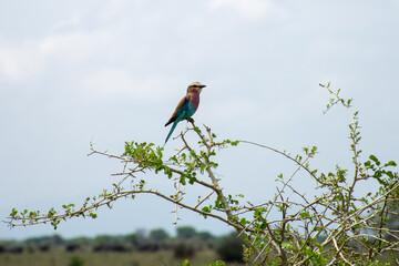 red billed hornbil