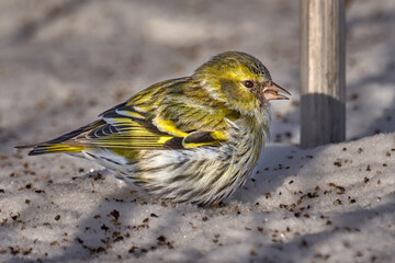 Bird - Eurasian Siskin ( Spinus spinus ) female walks in the snow looking for last year's seeds and eats them on a sunny winter day.  Close-up.