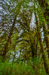 Fototapeta premium Epiphytic plants and wet moss hang from tree branches in the forest in Olympic National Park, Washington