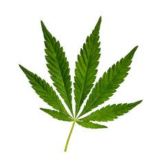 Green Cannabis leaf isolated on white. Hemp leaf cutout close up. Marijuana drugs is produced from Cannabis leaf