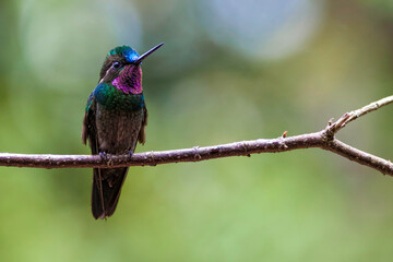 Male Purple-throated Mountaingem, Lampornis calolaemus, perched