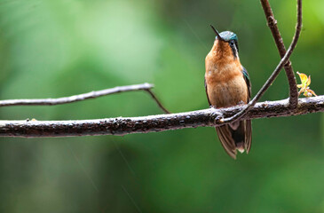 Female Purple-throated Mountaingem, Lampornis calolaemus, perched